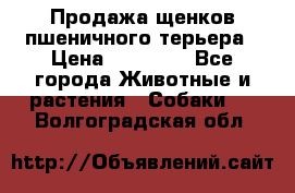 Продажа щенков пшеничного терьера › Цена ­ 30 000 - Все города Животные и растения » Собаки   . Волгоградская обл.